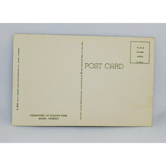 Gulf Stream Card Cockatoos At Hialeah Park Florida Miami Bird Postcard Animal - Picture 5 of 12